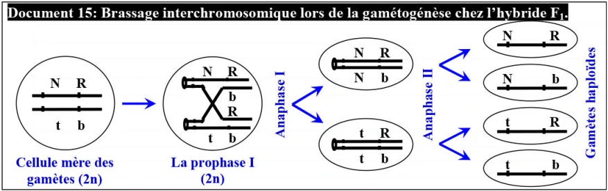 Les lois statistiques de la transmission des caractères héréditaires chez les diploïdes